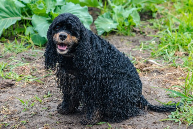 Cane spaniel nero molto umido e sabbioso seduto nell'erba