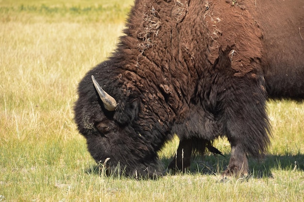 Bufalo americano molto lanoso che pasce sulle erbe delle pianure nel south dakota.