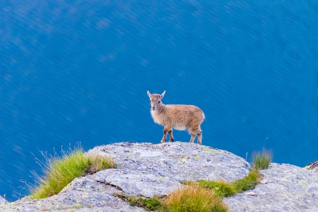 Lo stambecco molto giovane si è appollaiato sulla roccia che esamina la macchina fotografica con il lago blu