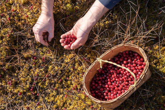 Verzamel rijpe cranberry's en doe ze in een mand, seizoensoogst van herfstbessen in mos in moeras