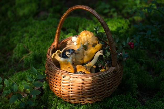 Verzamelde eetbare paddenstoelen in een rieten mand Een mand met paddenstoelen staat in het bos op een groen pluizig mos