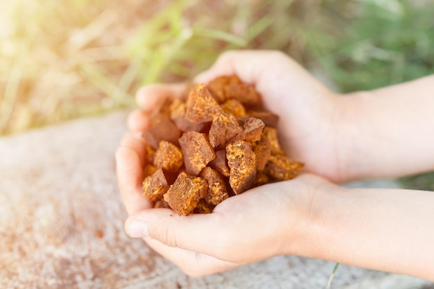 Verzamelde en gefokte chaga-paddenstoel wilde berkenboomschimmel het wordt gebruikt in de alternatieve geneeskunde voor het brouwen van thee voor de behandeling van covid-19. kinderhanden met schoongemaakte en gesneden chaga-stukken. gloed