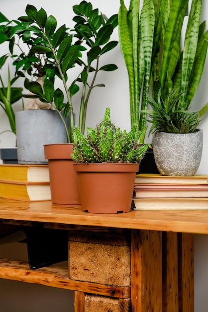 Verzameling potplanten op houten tafel