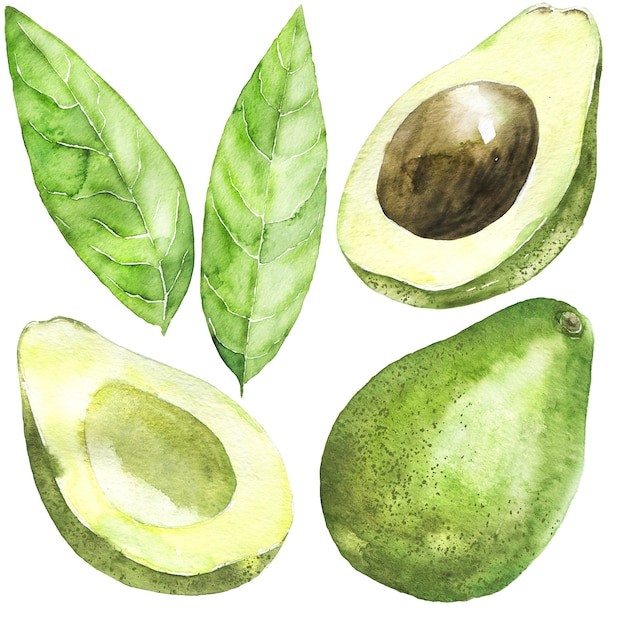 Verzameling van aquarel avocado