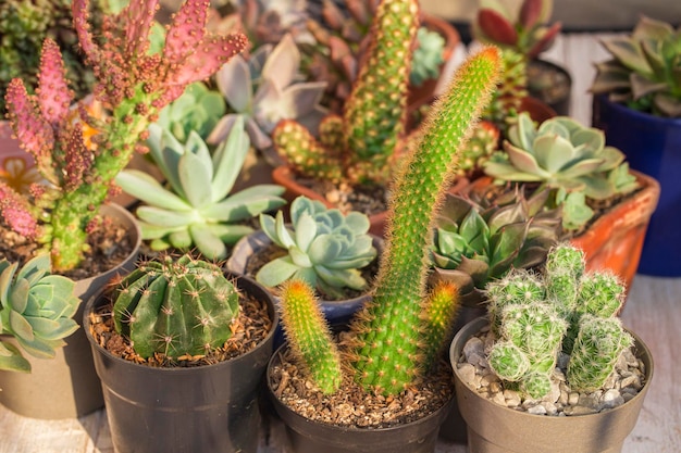 Verzameling van cactussen en vetplanten