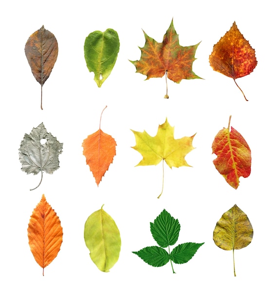 Verzameling van geïsoleerde boombladeren Heldere herfstbladeren