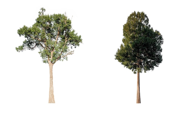 Verzameling van geïsoleerde hoge bomen op witte achtergrondTrees set twee bomen