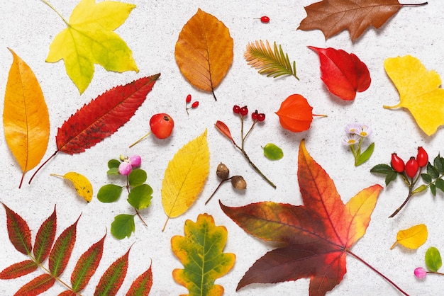 Verzameling van prachtige kleurrijke herfstbladeren en bessen