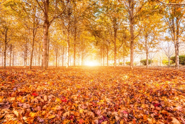 Verzameling van prachtige kleurrijke herfstbladeren / groen, geel, oranje, rood