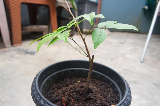 verzameling van sierplanten in potten