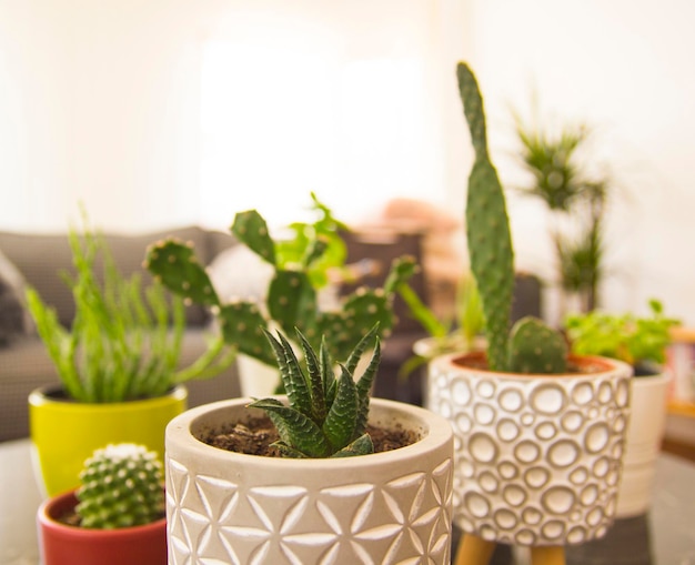 Verzameling van verschillende cactus- en vetplanten in verschillende containers
