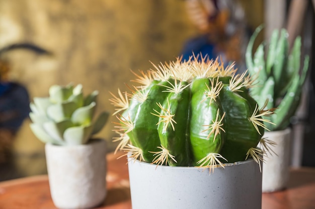 Verzameling van verschillende cactus- en vetplanten in verschillende potten Ingemaakte cactus kamerplanten Scandinavisch kamerinterieur met plantensamenstelling in ontwerp en hipster potten bloemenconcept