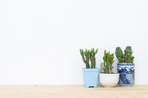 Verzameling van verschillende cactus planten in verschillende potten.