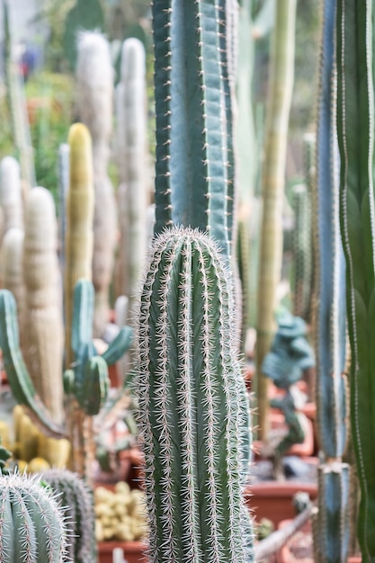 Verzameling van verschillende tropische cactus- en vetplanten in verschillende potten. ingemaakte cactus in de kastuin