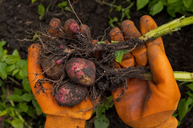 Verzameling van verse rauwe aardappelen.