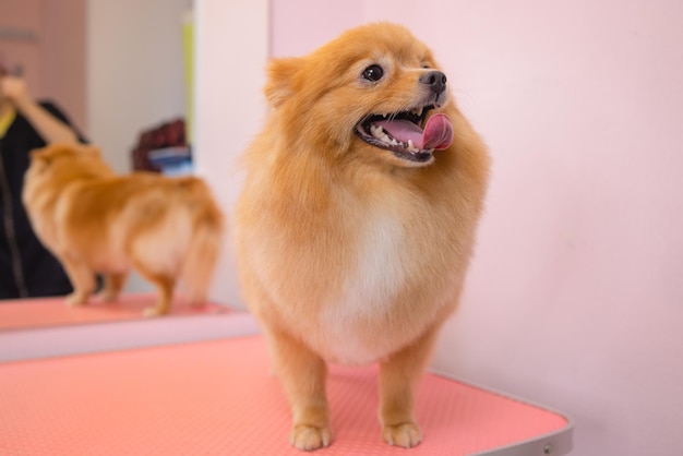 Verzorgende honden Spitz Pommeren in de cabine.