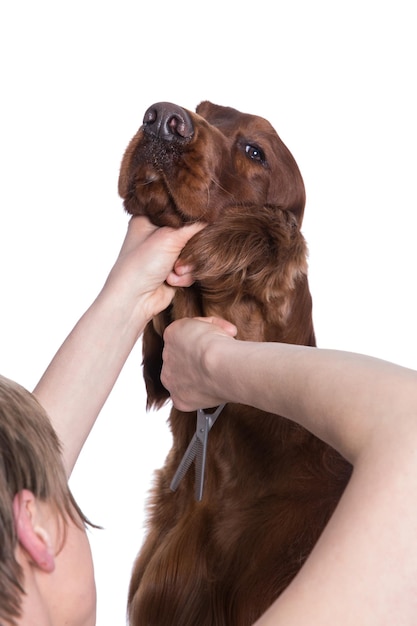 Verzorger Honden Verzorger Borstelen Hond39s