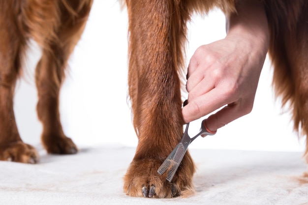 Verzorger Honden Verzorger Borstelen Hond39s