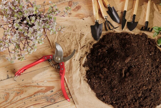 Verzorging en transplantatie van kamerplanten