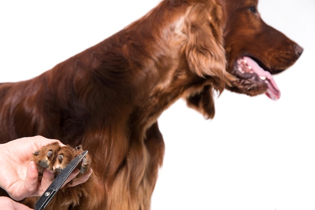 Verzorging Hondenkapper die het haar van Dog39s met kam borstelt in de salon