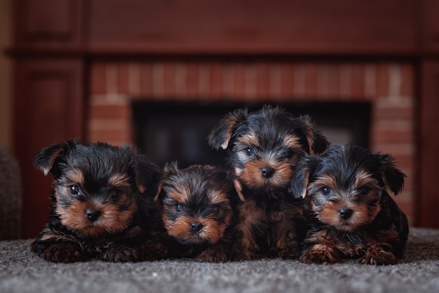 Verzorging van huisdieren. Een puppy van Yorkshire Terrier bij de open haard