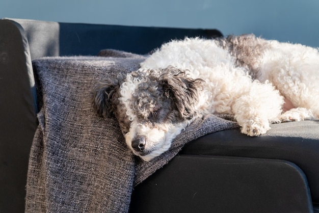 Verzorging van huisdieren. Huis interieur. Leuke hond van gemengd ras die in de woonkamer op de bank slaapt