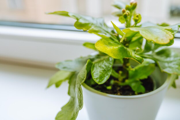 Verzorging van kamerplanten, bestrijding van bloemziekten, insectenplagen die potbloemen doden