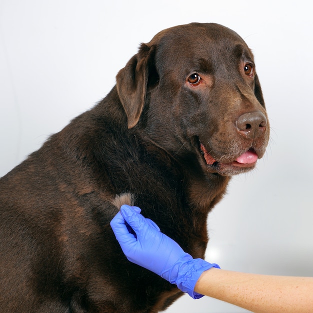 Foto verzorgingshonden verzorgen. labrador retriever en dierenarts in blauwe handschoenen.