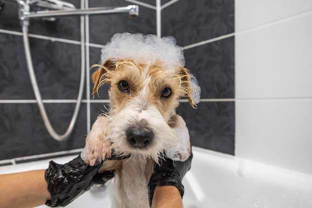 Verzorgingsprocedure Een meisje in zwarte handschoenen wast een Jack Russell Terrier-hond met schuim in de badkamer