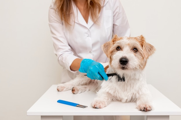 Verzorgingsprocedure in een dierenkliniek. Een meisje in een wit gewaad en blauwe handschoenen borstelt een hond op een witte tafel voordat ze gaat trimmen