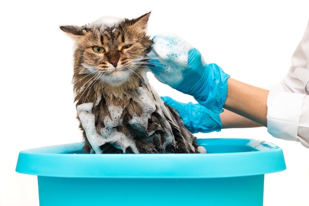 Verzorgingsprocedure in een dierenkliniek. Een meisje met blauwe handschoenen wast een kat in een bassin. Geïsoleerd op een witte achtergrond.