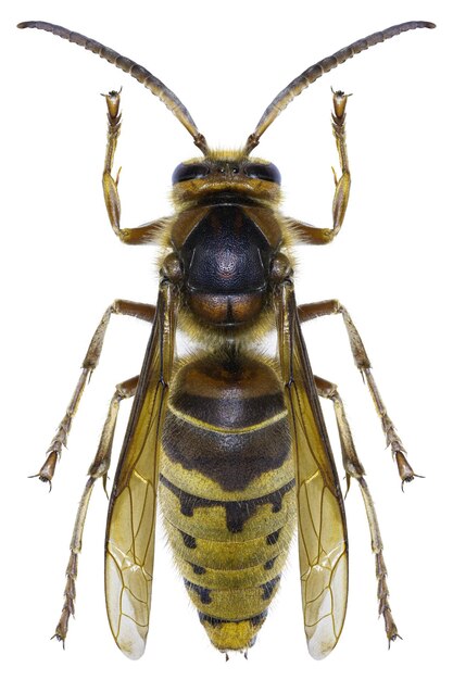 베스파 크라브로 (Vespa crabro) 벌의 표본