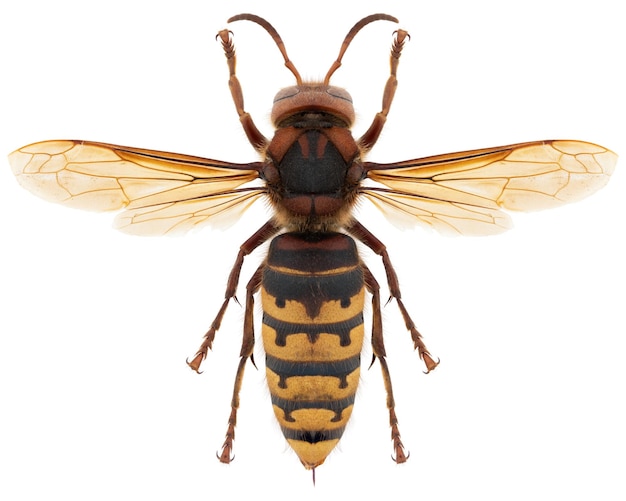 Vespa crabro