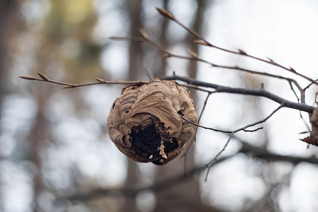 Vespiary in the branches of trees hornet39s nest