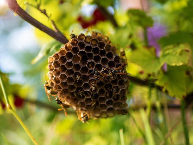 Vespiary Hornet's nest Wespennest met wespen erop Wespenpolist Het nest van een familie van wespen