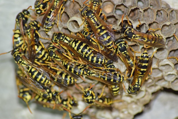 Photo vespiary wasps polist the nest of a family of wasps which is taken a closeup