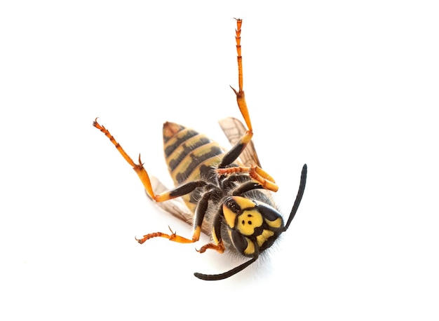 Vespula germanica in front of white background
