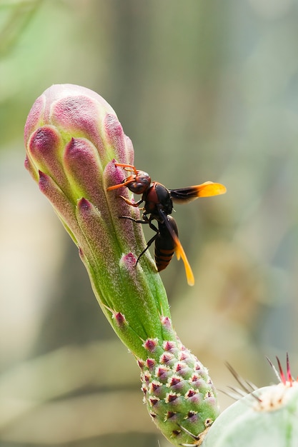 vespula germanicaは花の上にあります。