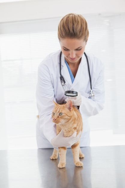 Vet checking a cats skin