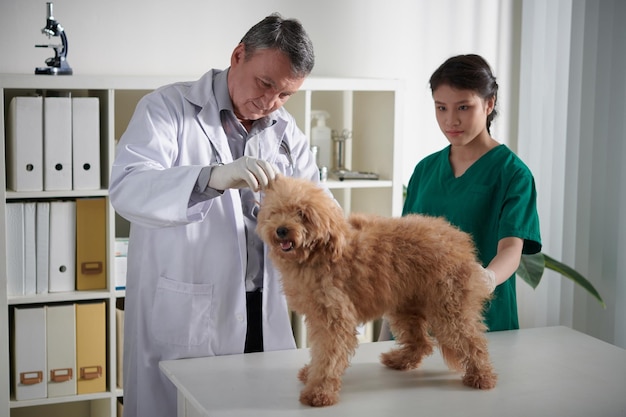 犬の耳をチェックする獣医