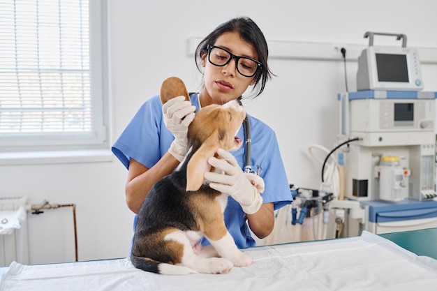 子犬の耳をチェックする獣医