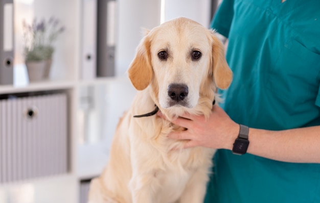 Ветеринар проверяет зубы собаки