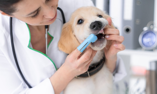 Ветеринар чистит зубы собаки