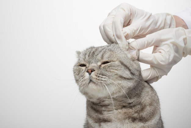 The vet clears the ears of a Scottish cat on a white background isolated with an empty space for the inscription