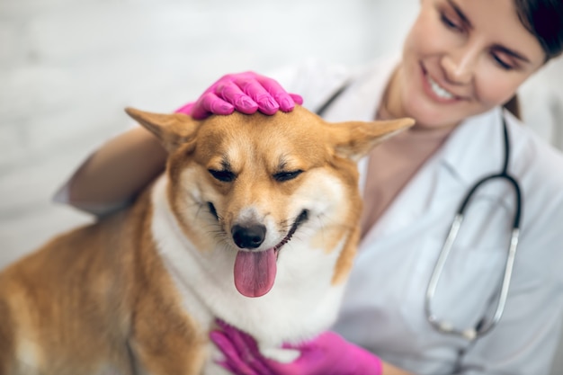 獣医クリニック。クリニックでかわいい犬と笑顔の女性獣医