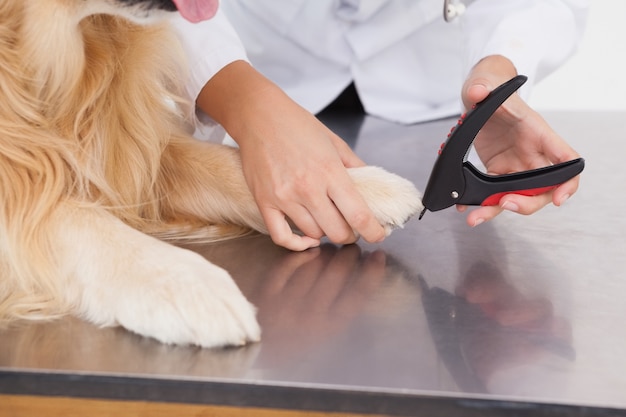 Vet clipping a labradors nails