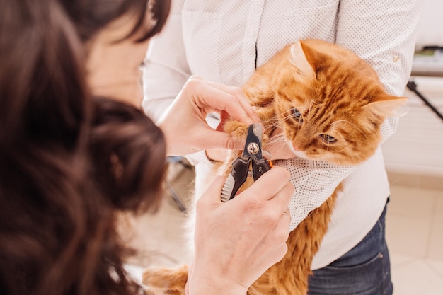 Vet cuts the nails of the cat