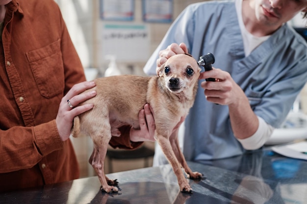 Vet doctor examining the dog during visit