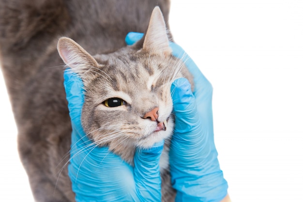 Veterinario che esamina gli occhi di gatto dell'animale domestico alla clinica del veterinario. medicina, animale domestico