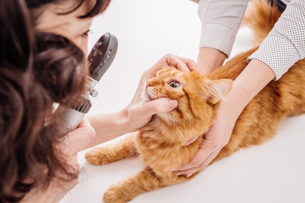 수의사 클리닉에서 애완 동물 고양이 눈을 검사하는 수의사